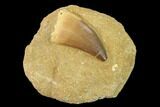 Mosasaur (Prognathodon) Tooth In Rock - Morocco #140635-1